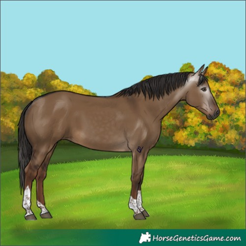 Horse Color:Gray Liver Red Dun Tobiano Rabicano 