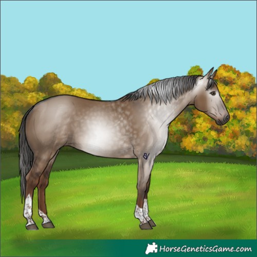 Horse Color:Gray Liver Red Dun Tobiano Rabicano 