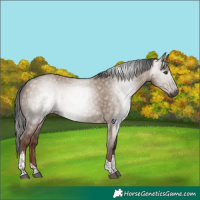 Horse Color:Gray Liver Red Dun Tobiano Rabicano 