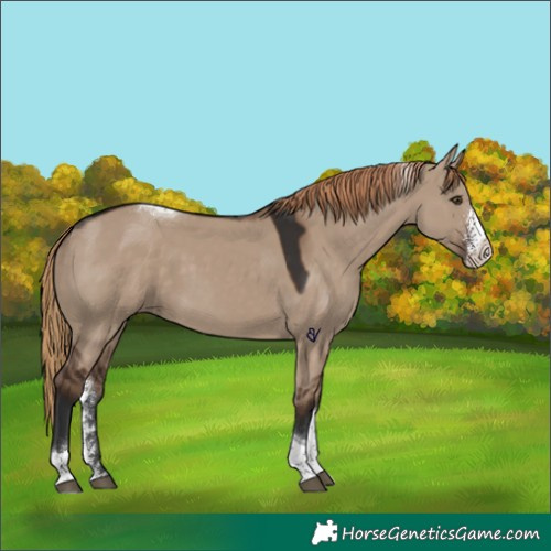 Horse Color:Liver Red Dun Sabino Tobiano Rabicano 