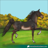 Horse Color:Liver Chestnut Tobiano Rabicano 