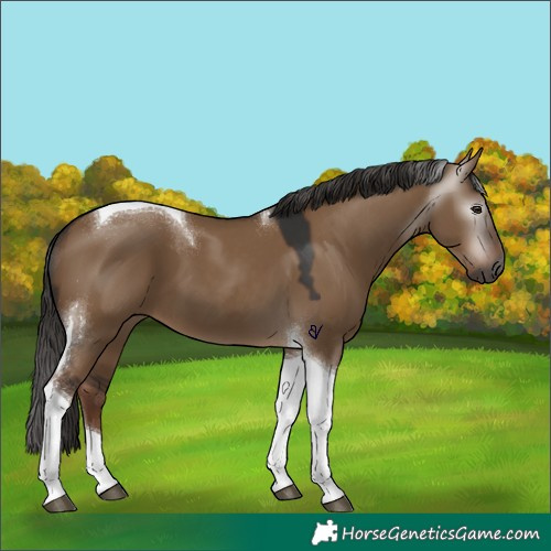 Horse Color:Gray Liver Red Dun Tobiano