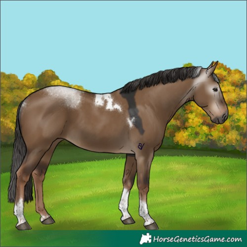 Horse Color:Gray Liver Red Dun Tobiano