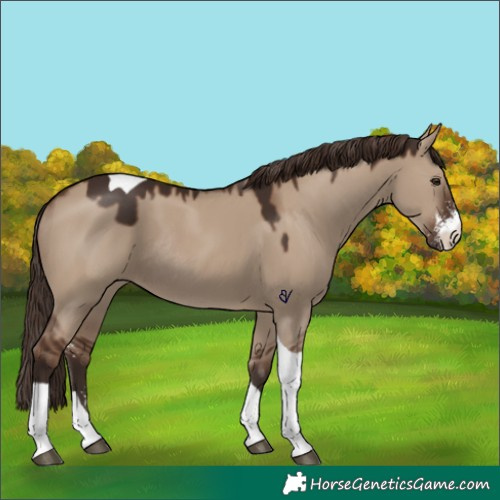 Horse Color:Liver Red Dun Sabino Tobiano Rabicano