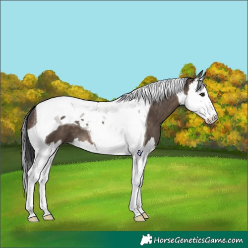 Horse Color:Brown Dun Splash Tobiano 
