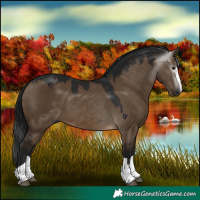Horse Color:Gray Brown Dun 