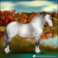 Horse Color:Gray Brown Dun
