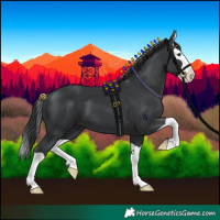 Horse Color:Black Splash