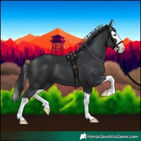 Horse Color:Black Splash 