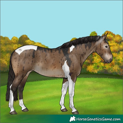 Horse Color:Gray Bay Dun Tobiano Appaloosa Brindle 