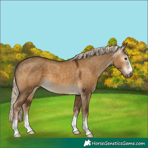 Horse Color:Gray Chocolate Palomino Dun Appaloosa 