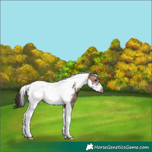 Horse Color:Powder White Bay Dun Tobiano Frame 