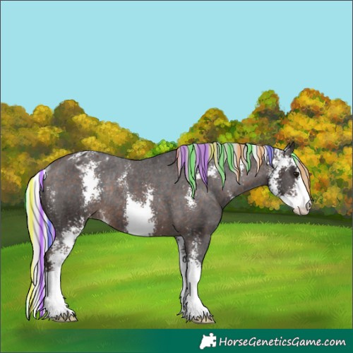 Horse Color:Painted Silver Brown Sabino Appaloosa Rabicano 