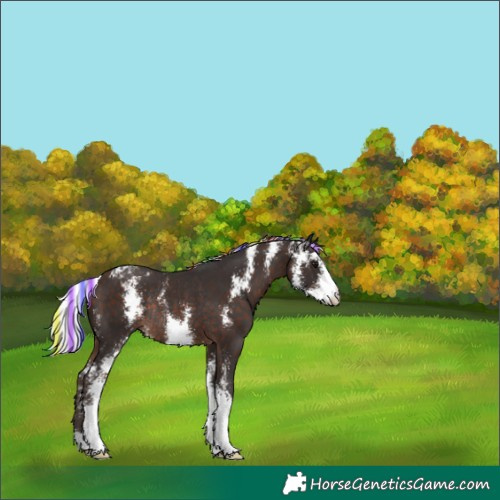 Horse Color:Painted Silver Brown Sabino Appaloosa Rabicano