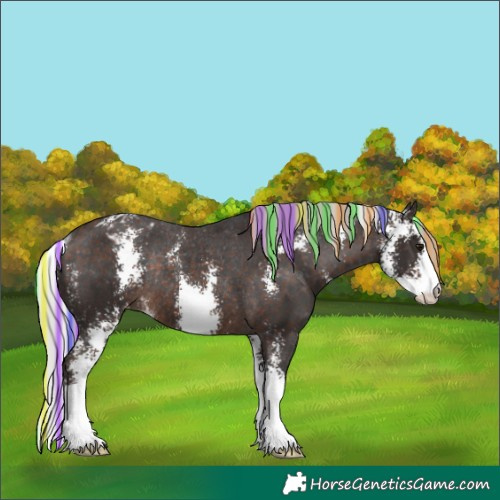 Horse Color:Painted Silver Brown Sabino Appaloosa Rabicano 