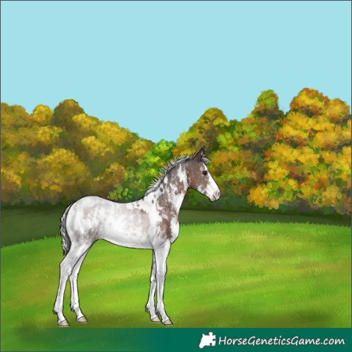 Horse Color:White Spotted Silver Brown Sabino 