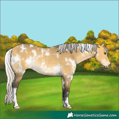 Horse Color:White Spotted Silver Buckskin Dun Rabicano 