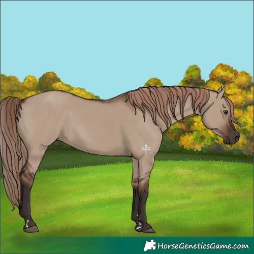 Horse Color:Liver Red Dun 