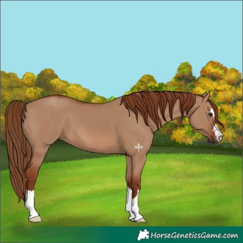 Horse Color:Red Dun 