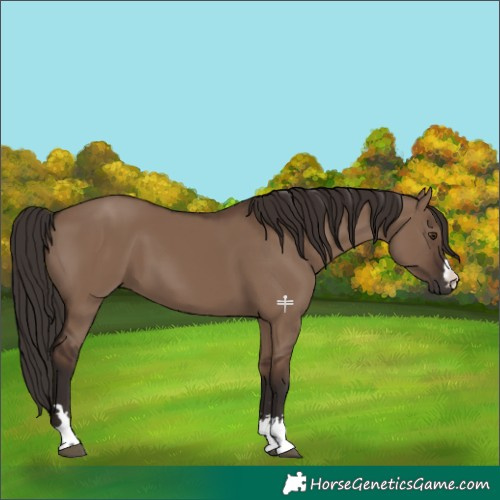 Horse Color:Liver Red Dun 