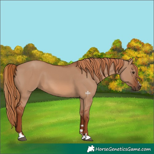 Horse Color:Red Dun 