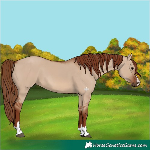 Horse Color:Red Dun 