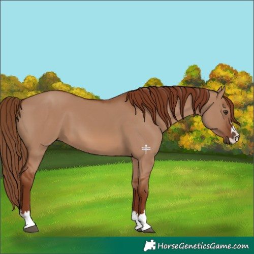 Horse Color:Red Dun 