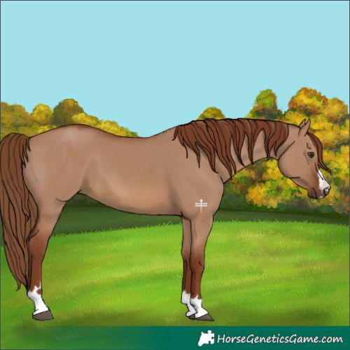 Horse Color:Red Dun 