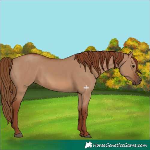 Horse Color:Red Dun 