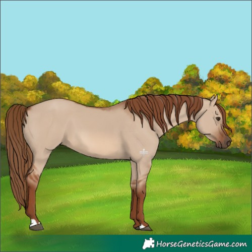 Horse Color:Red Dun 