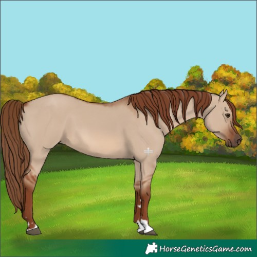 Horse Color:Red Dun 