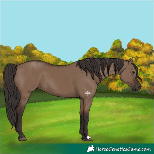Horse Color:Liver Red Dun 