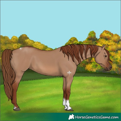 Horse Color:Red Dun Tobiano 