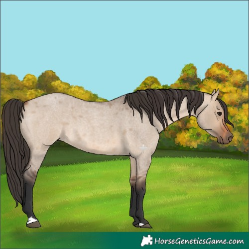 Horse Color:Bay Roan Dun 
