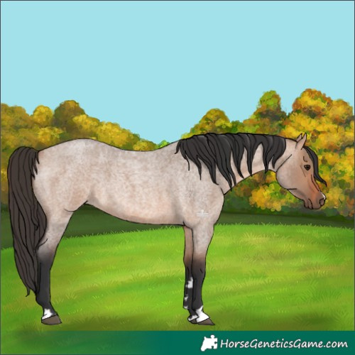 Horse Color:Bay Roan Dun 