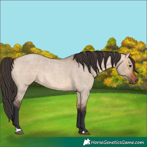 Horse Color:Bay Roan Dun 