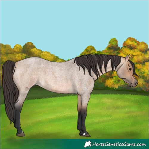 Horse Color:Bay Roan Dun 