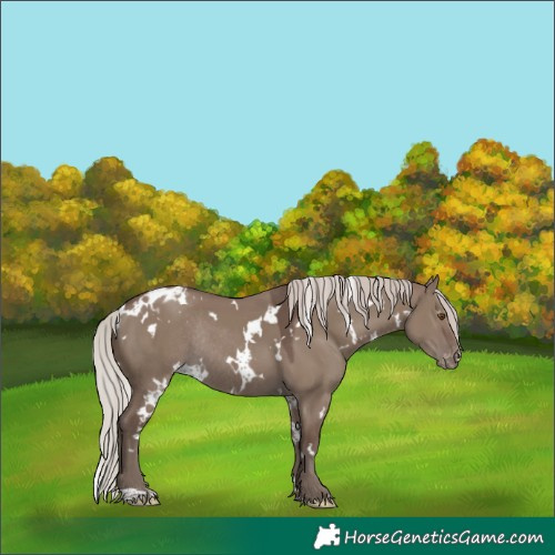 Horse Color:White Spotted Silver Grullo Appaloosa Rabicano 