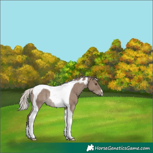Horse Color:Silver Grullo Tobiano Rabicano 