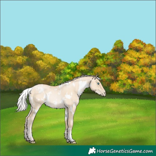 Horse Color:White Spotted Silver Buckskin Pearl Dun Rabicano 