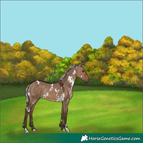 Horse Color:White Spotted Silver Brown Dun Rabicano 