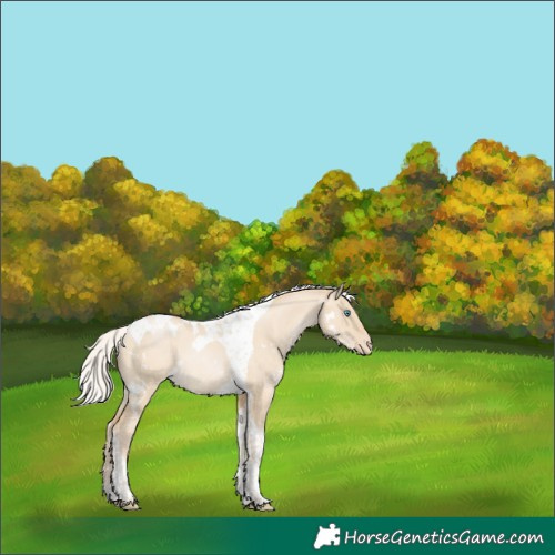 Horse Color:White Spotted Silver Buckskin Pearl Dun Tobiano Varnish Rabicano 