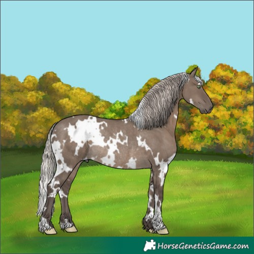 Horse Color:White Spotted Silver Grullo Rabicano 