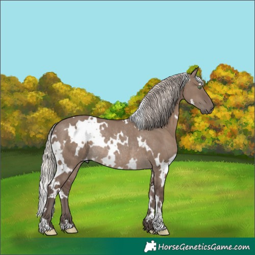 Horse Color:White Spotted Silver Grullo Rabicano 