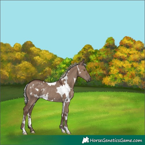 Horse Color:White Spotted Silver Grullo Rabicano
