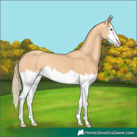 Horse Color:Gold Champagne Splash