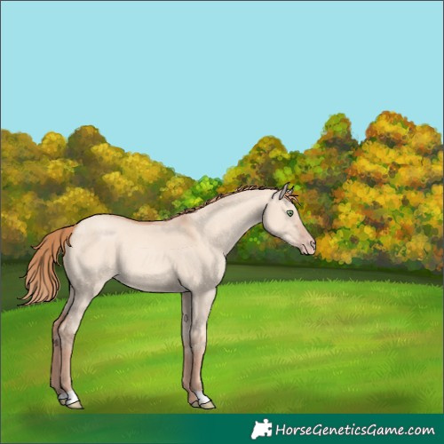 Horse Color:Gold Champagne Dun 
