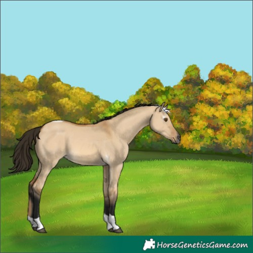 Horse Color:Gray Buckskin Dun Tobiano 