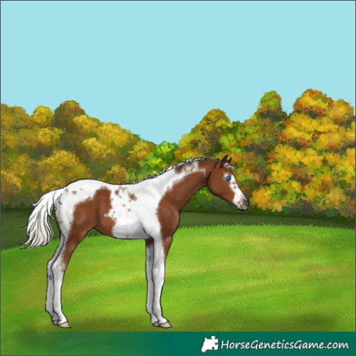 Horse Color:Gray Silver Bay Tobiano Frame 
