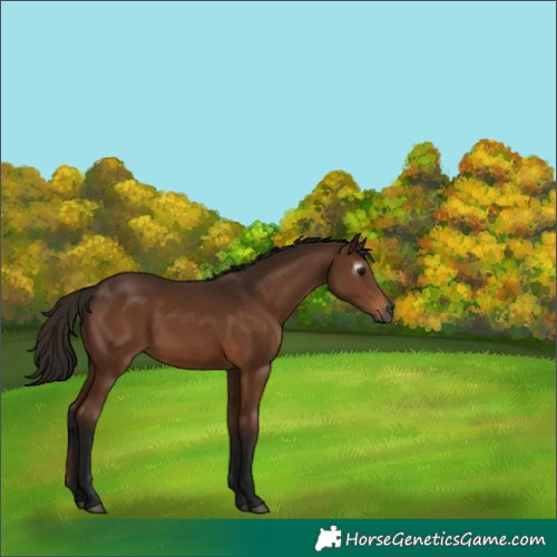 Horse Color:Gray Bay 